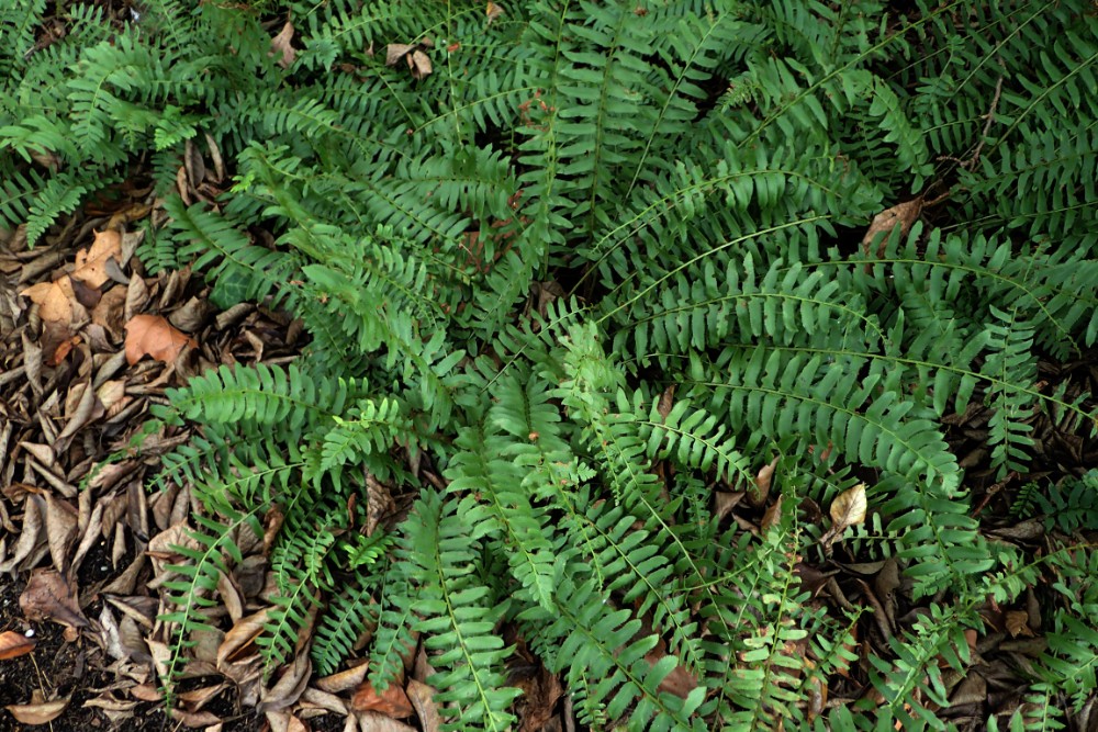 polystichum_acrostichoides_1